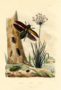 Escarabajos Joya, 1833-39 de French School